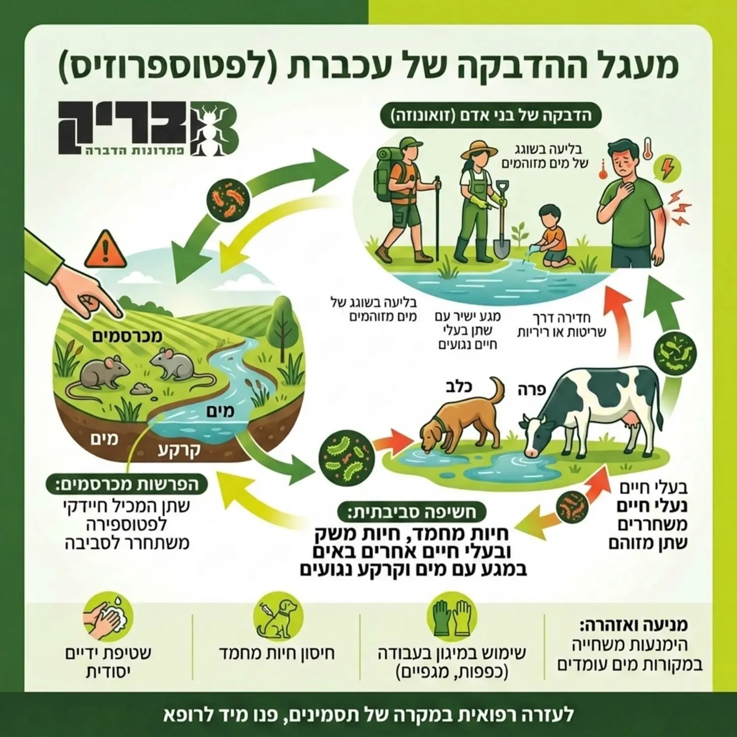 אינפוגרפיקה המציגה את מעגל ההדבקה של מחלת העכברת, החל מהפרשות המכרסם בקרקע ובמים, דרך חיות מחמד ועד להדבקה של בני אדם, בצבעים המדגישים סכנה ואזהרה בריאותית
