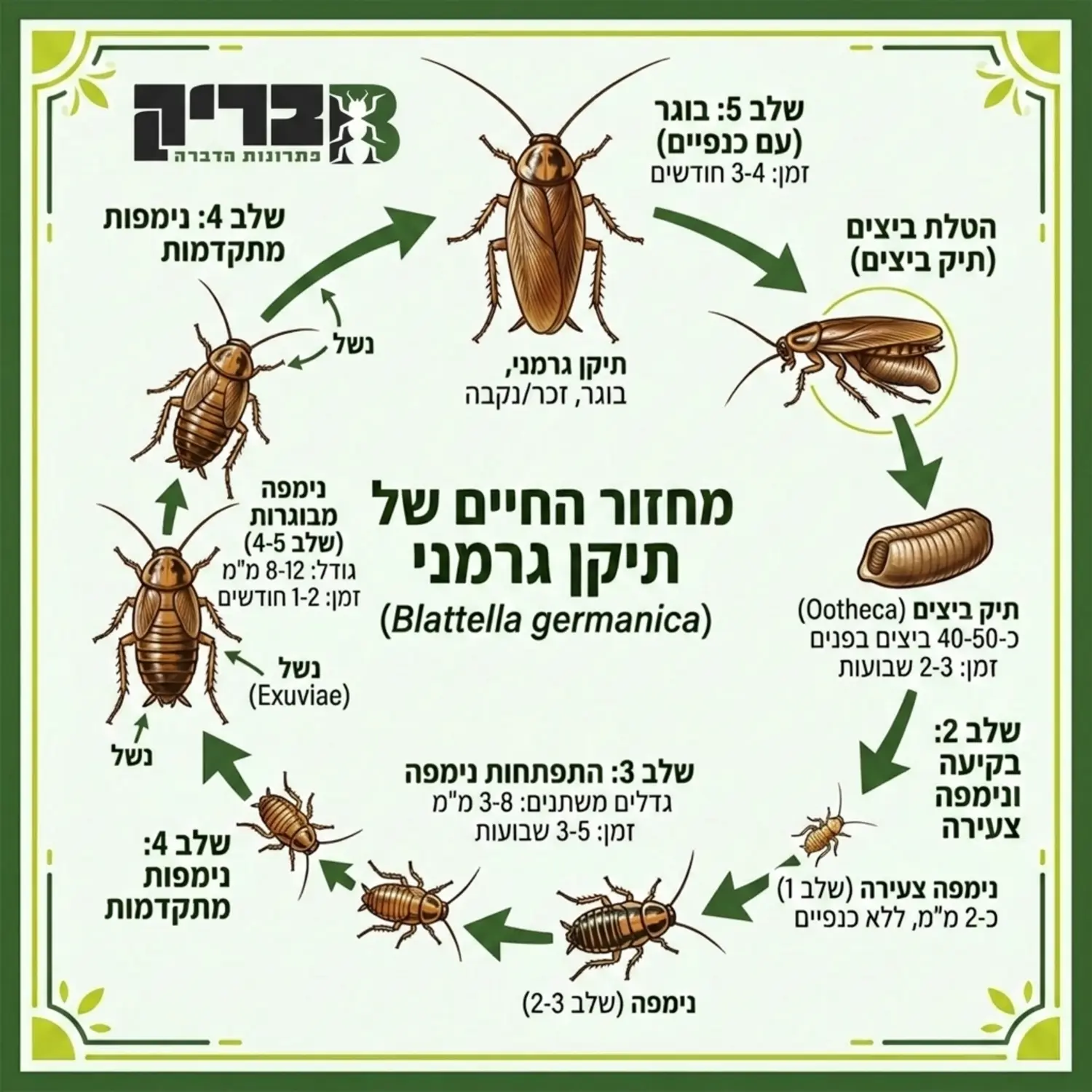 אינפוגרפיקה מקצועית המדגימה את מחזור החיים של תיקן גרמני, משלב הביצה בתוך תיק הביצים, דרך מספר שלבי נימפה בגדלים שונים ועד לתיקן בוגר עם כנפיים, כאשר יש חיצים המראים את המעגל השלם