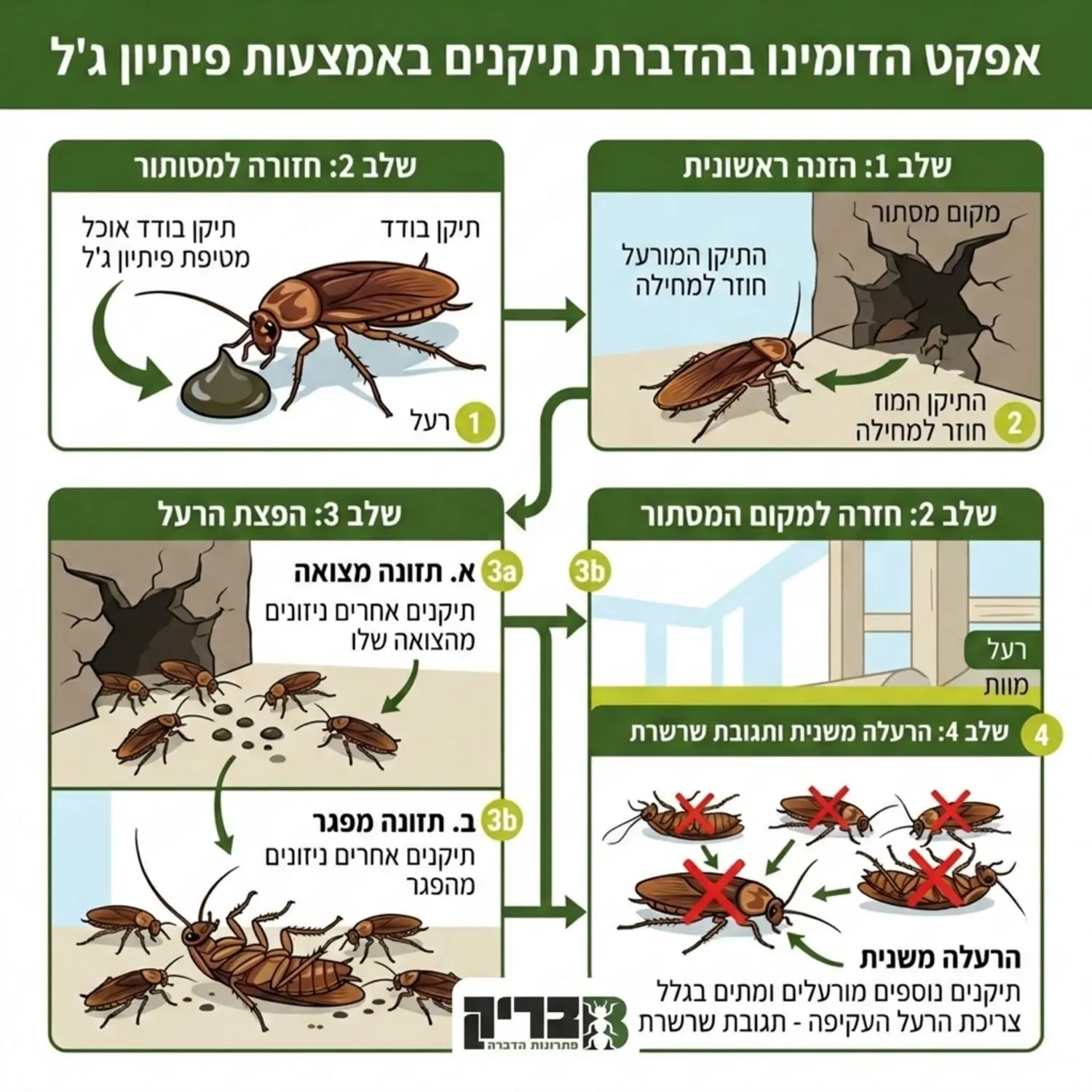 איור מדעי המסביר את אפקט הדומינו בהדברה באמצעות פיתיון ג'ל. באיור נראה תיקן אחד אוכל מטיפת ג'ל, ולאחר מכן חוזר למקום המסתור שם תיקנים אחרים ניזונים מהצואה שלו או מהפגר שלו, וכך מורעלים גם הם