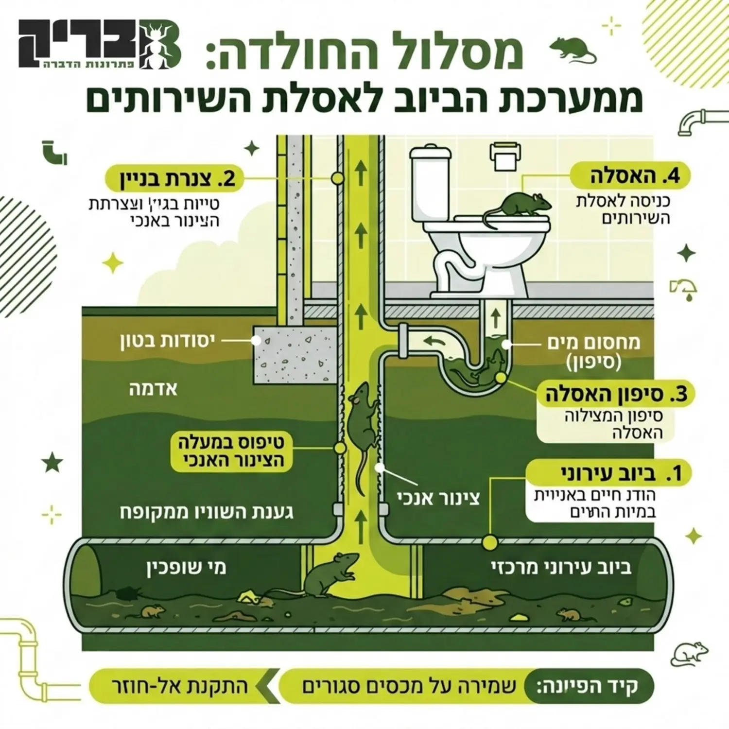 אינפוגרפיקה המציגה חתך רוחב של צנרת ביוב תת קרקעית, ומראה כיצד חולדה מטפסת במעלה הצינור האנכי לעבר אסלת שירותים ביתית