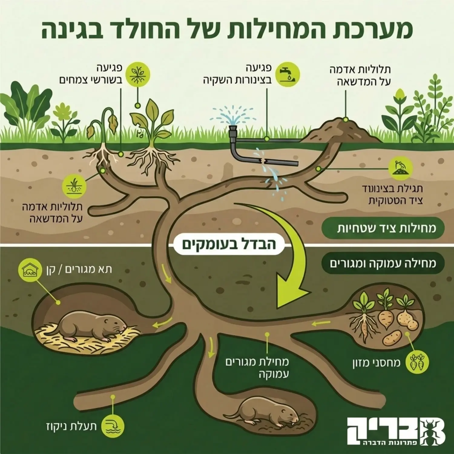 אינפוגרפיקה המציגה חתך רוחב של אדמת הגינה ובה נראית רשת המחילות המסועפת של החולד מתחת למדשאה, כולל מחילת המגורים העמוקה ומחילות הציד השטחיות שפוגעות בשורשי הצמחים ובצינורות ההשקיה