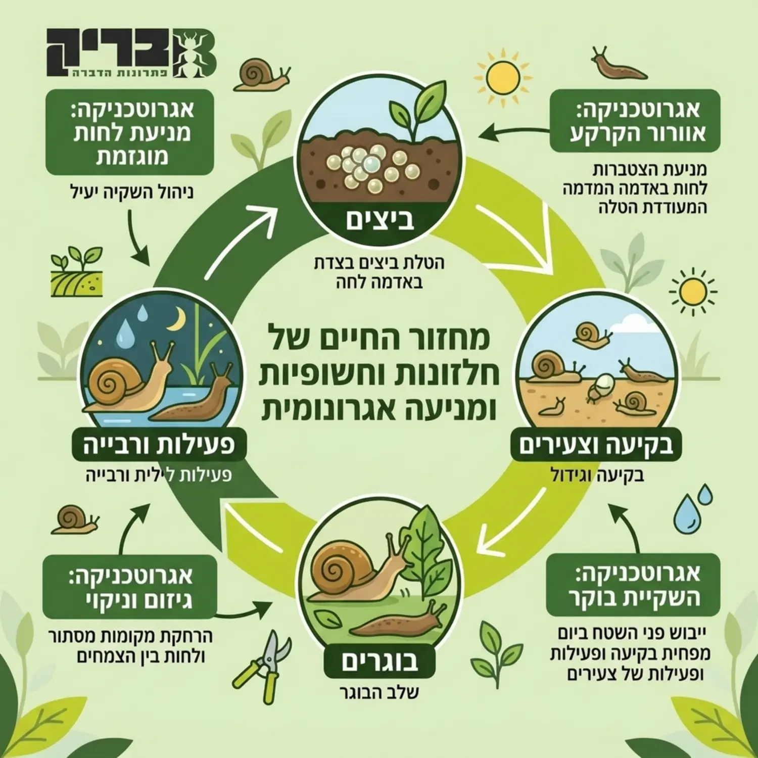 אינפוגרפיקה המציגה את מחזור החיים של החלזונות והחשופיות וכיצד שיטות אגרונומיות כמו השקיית בוקר וגיזום מונעות את התפתחותן בכל שלב מחיי המזיק