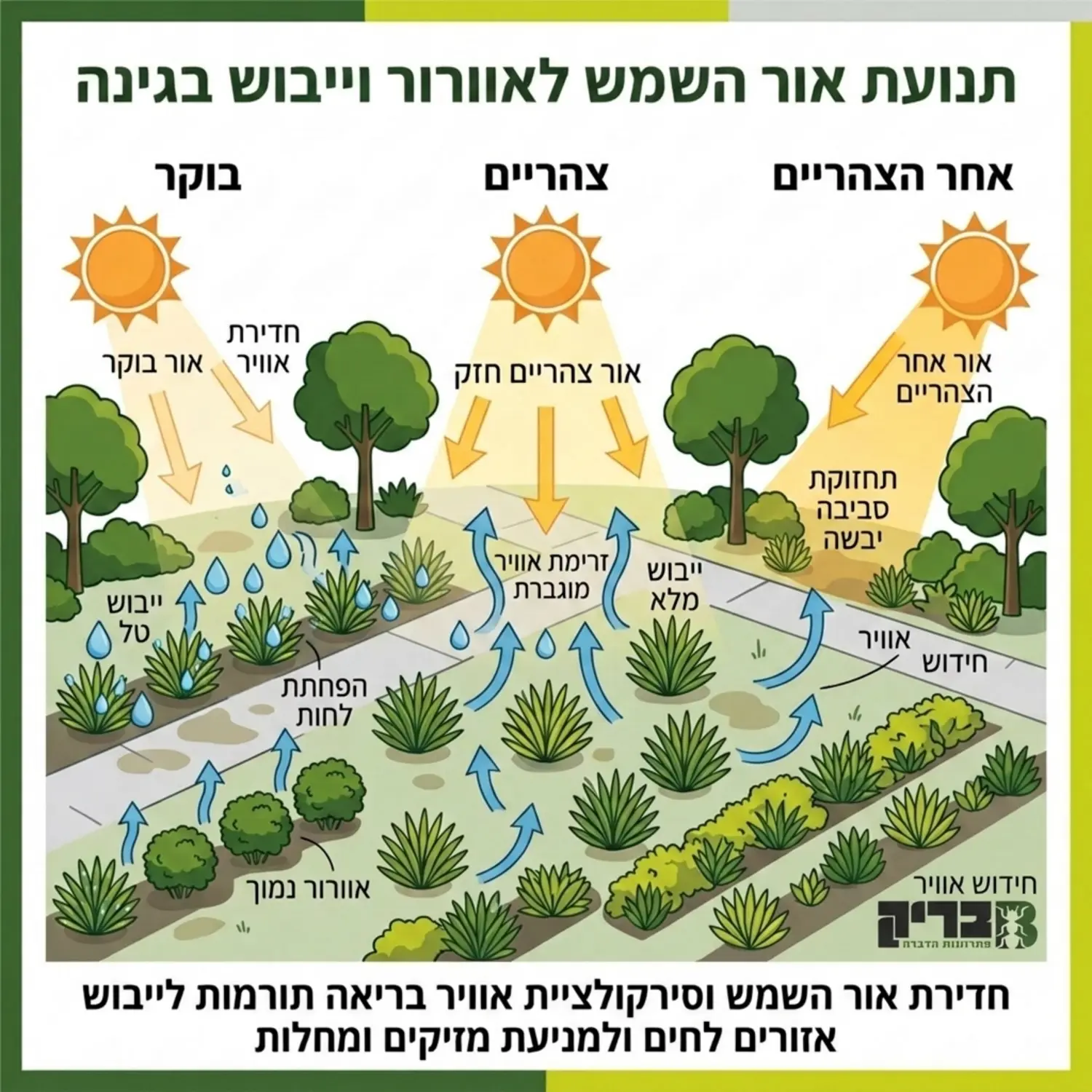 איור של גינה מסודרת ונמוכת צמחייה המדגים את התנועה של אור השמש לאורך היום וכיצד היא עוזרת לאוורר ולייבש אזורים המועדים ללחות גבוהה