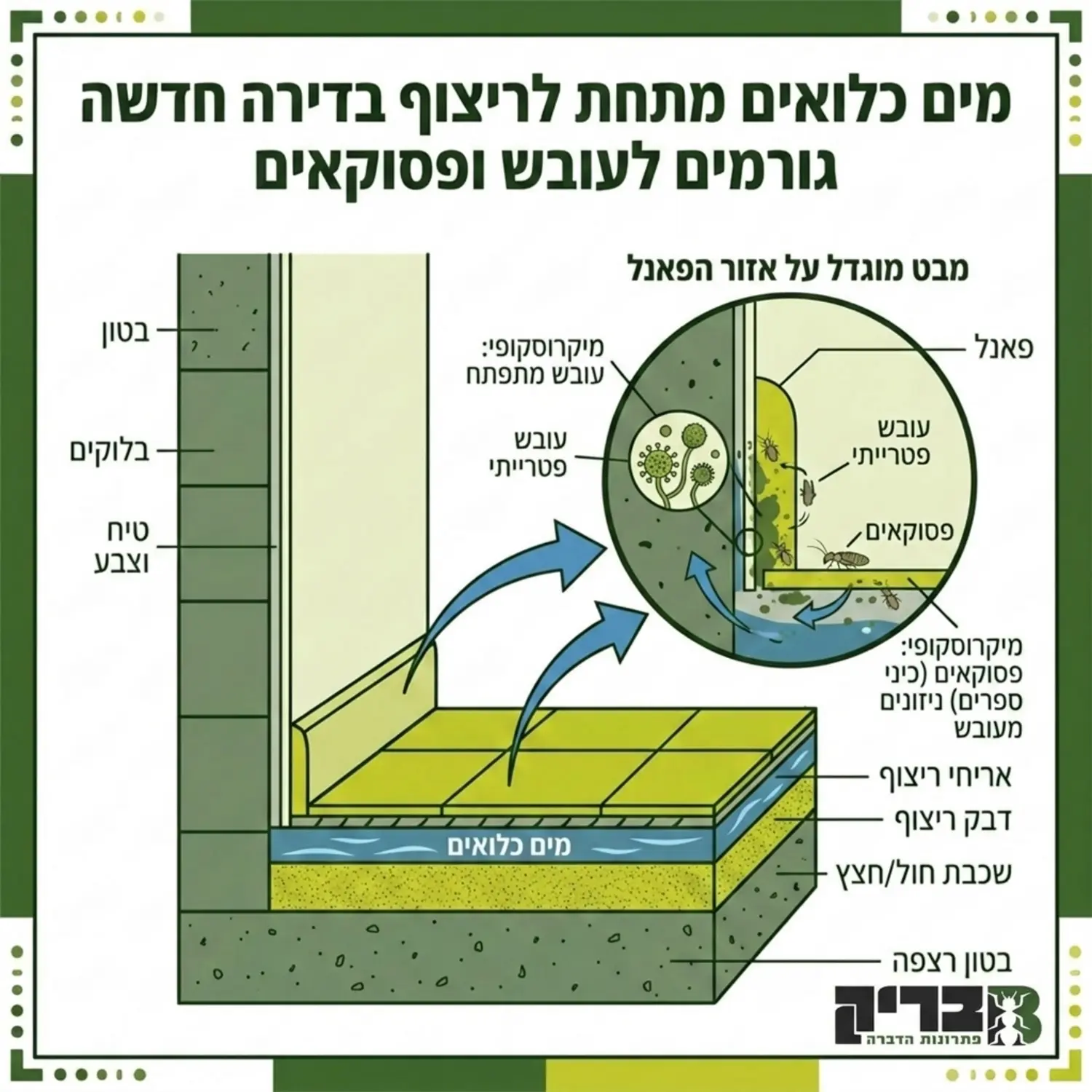 אינפוגרפיקה המציגה חתך של קיר ורצפה בדירת קבלן חדשה, המדגימה כיצד מים נכלאים מתחת לריצוף ויוצרים עובש מיקרוסקופי לאורך הפאנלים, מה שמושך את הפסוקאים להתיישב באזור זה