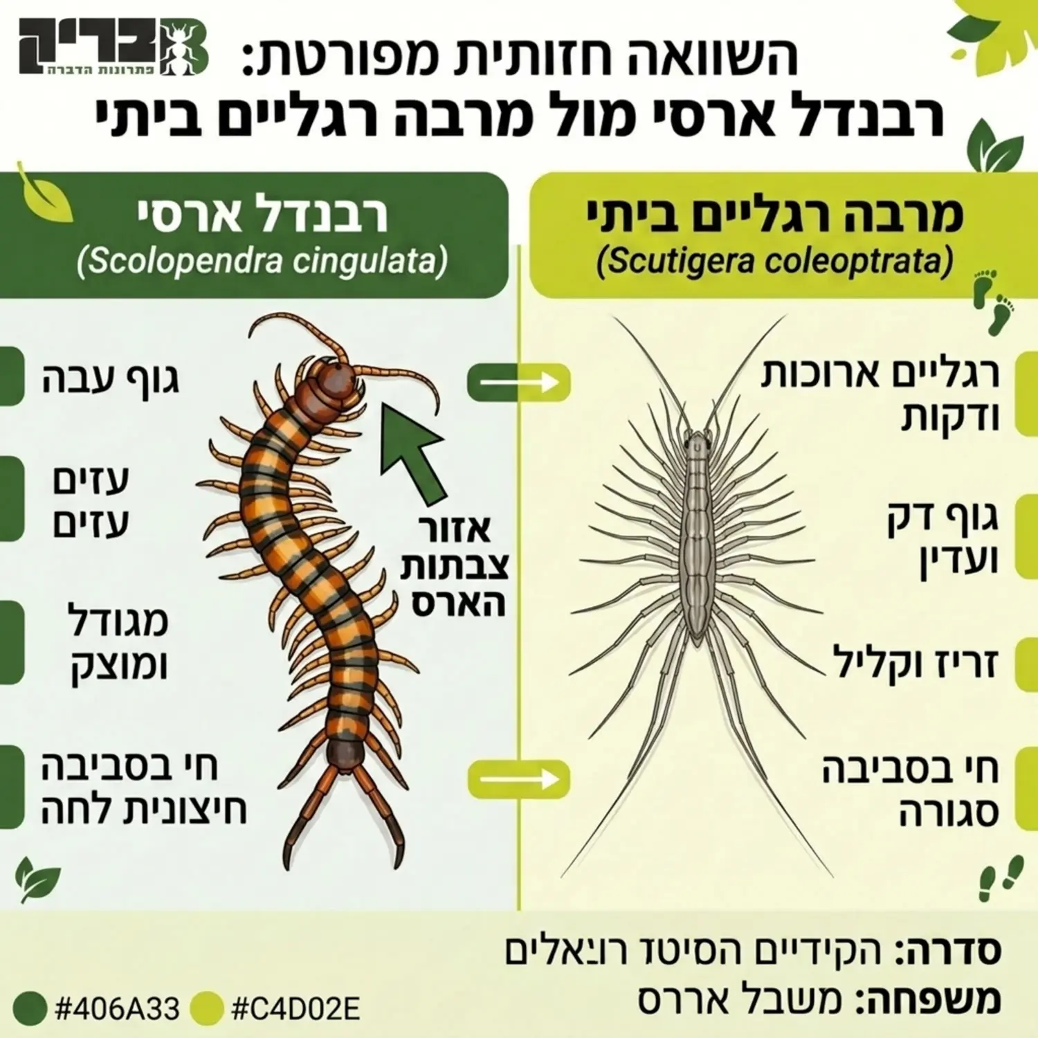 אינפוגרפיקה המציגה השוואה חזותית מפורטת בין רבנדל ארסי בעל גוף עבה וצבעים עזים לבין מרבה רגליים ביתי בעל רגליים ארוכות ודקות, כולל חצים המצביעים על אזור צבתות הארס של הרבנדל
