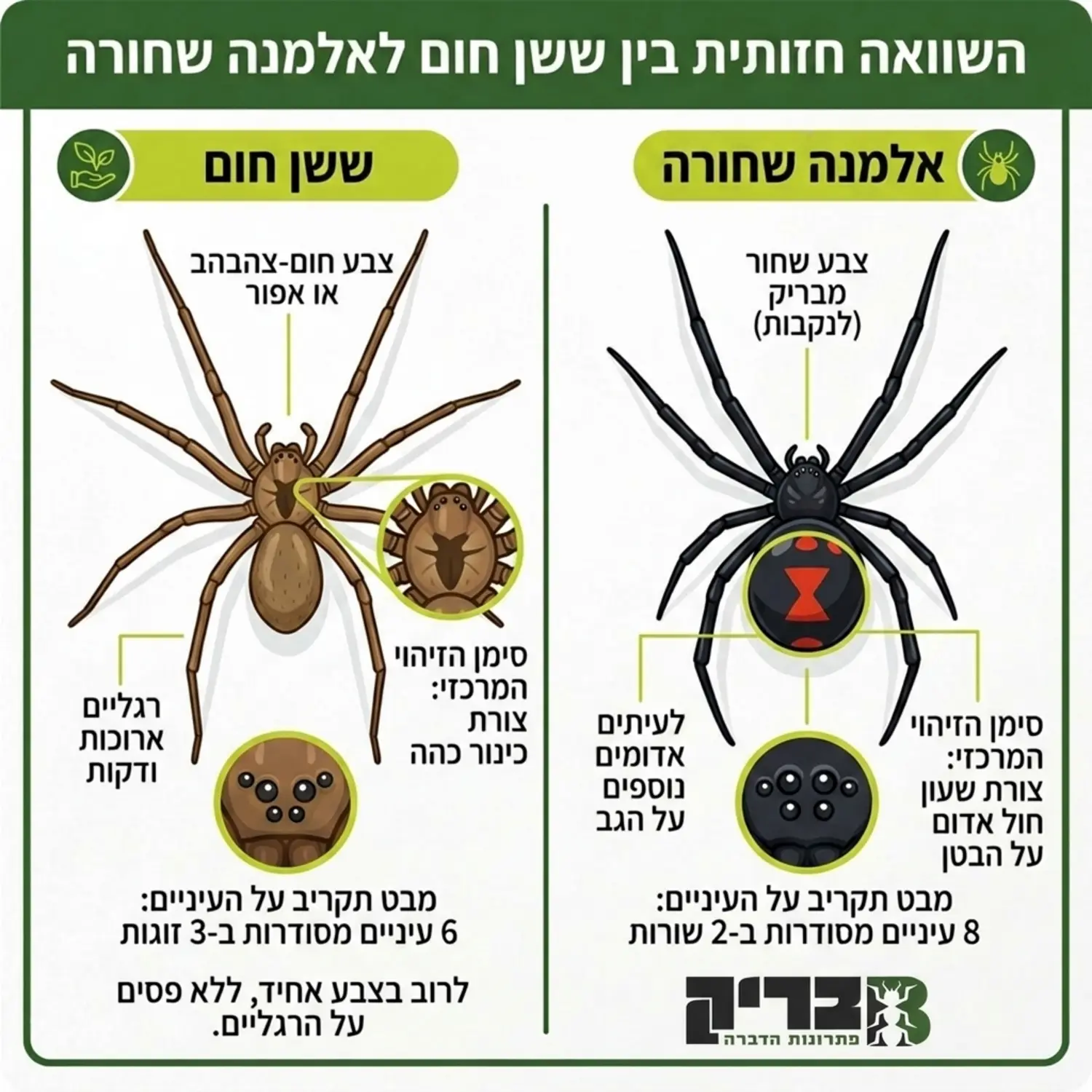 אינפוגרפיקה המציגה את ההבדלים החזותיים בין ששן חום לאלמנה שחורה, כולל סימני הזיהוי האופייניים על גופם כגון צורת הכינור אצל הששן החום ושעון החול האדום אצל האלמנה השחורה, לצד תמונות תקריב של אזור העיניים