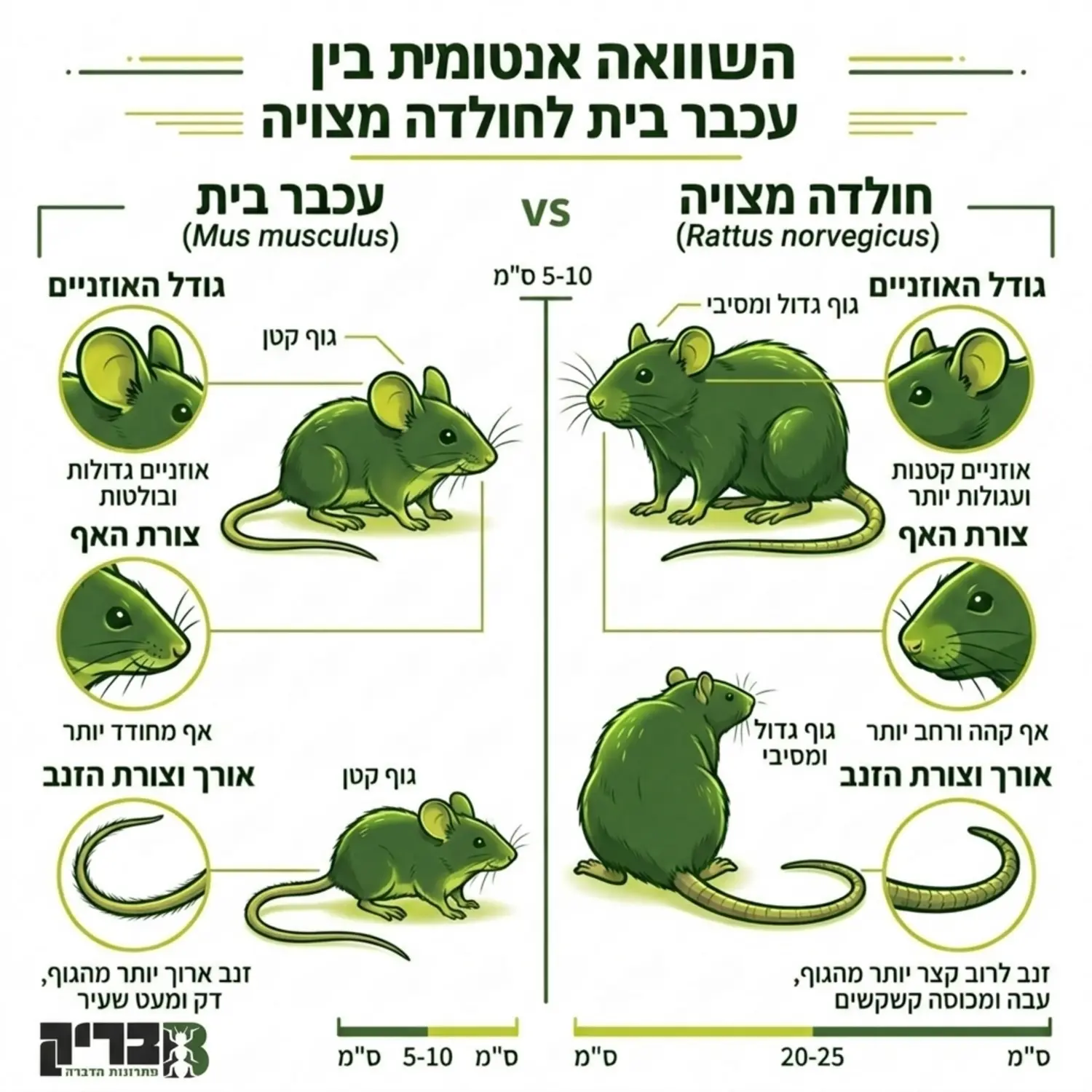 אינפוגרפיקה חזותית המציגה השוואה אנטומית בין עכבר בית לחולדה מצויה, כולל תקריב על ההבדלים בגודל האוזניים, צורת האף ואורך וצורת הזנב