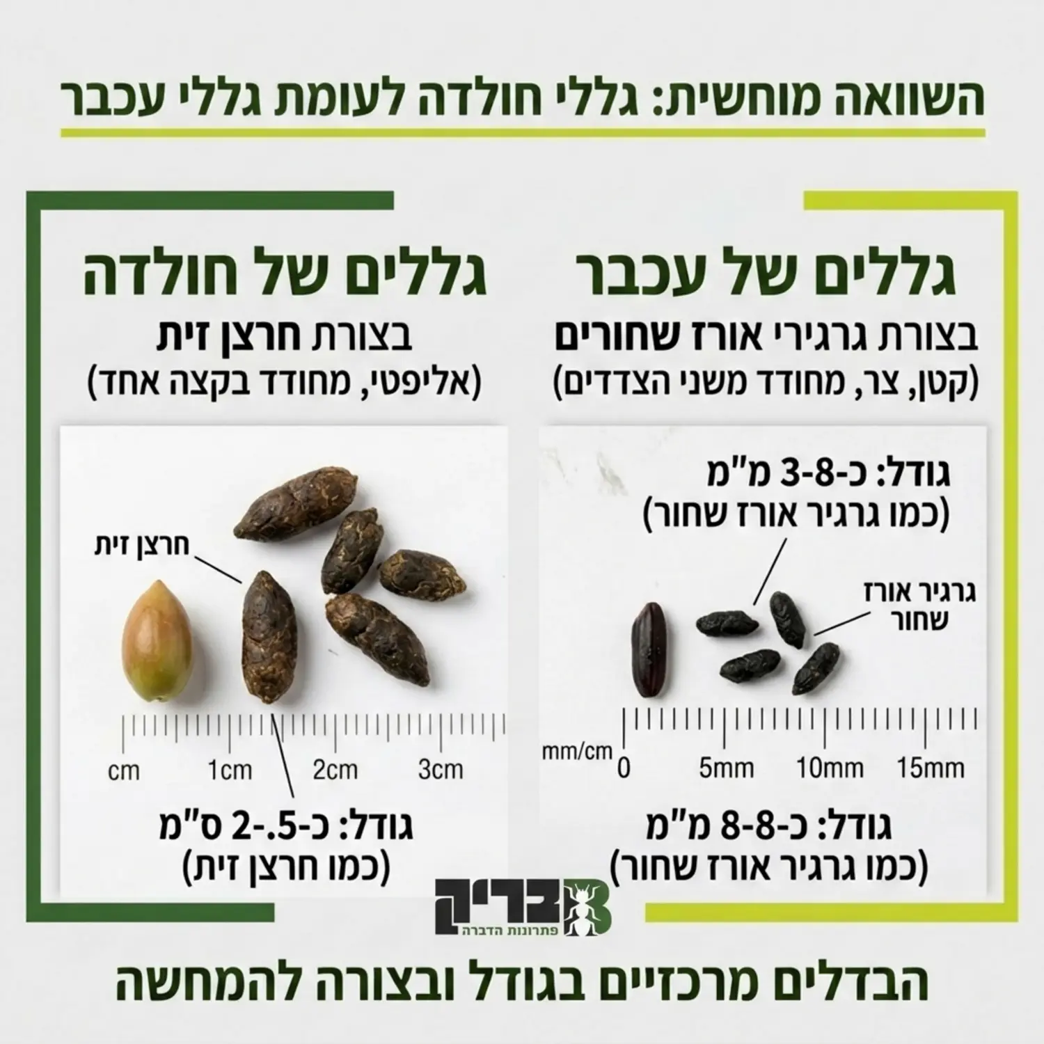 תמונה המציגה השוואה מוחשית בין גללים של חולדה בצורת חרצן זית לבין גללים של עכבר בצורת גרגירי אורז שחורים על רקע בהיר להמחשת ההבדלים בגודל