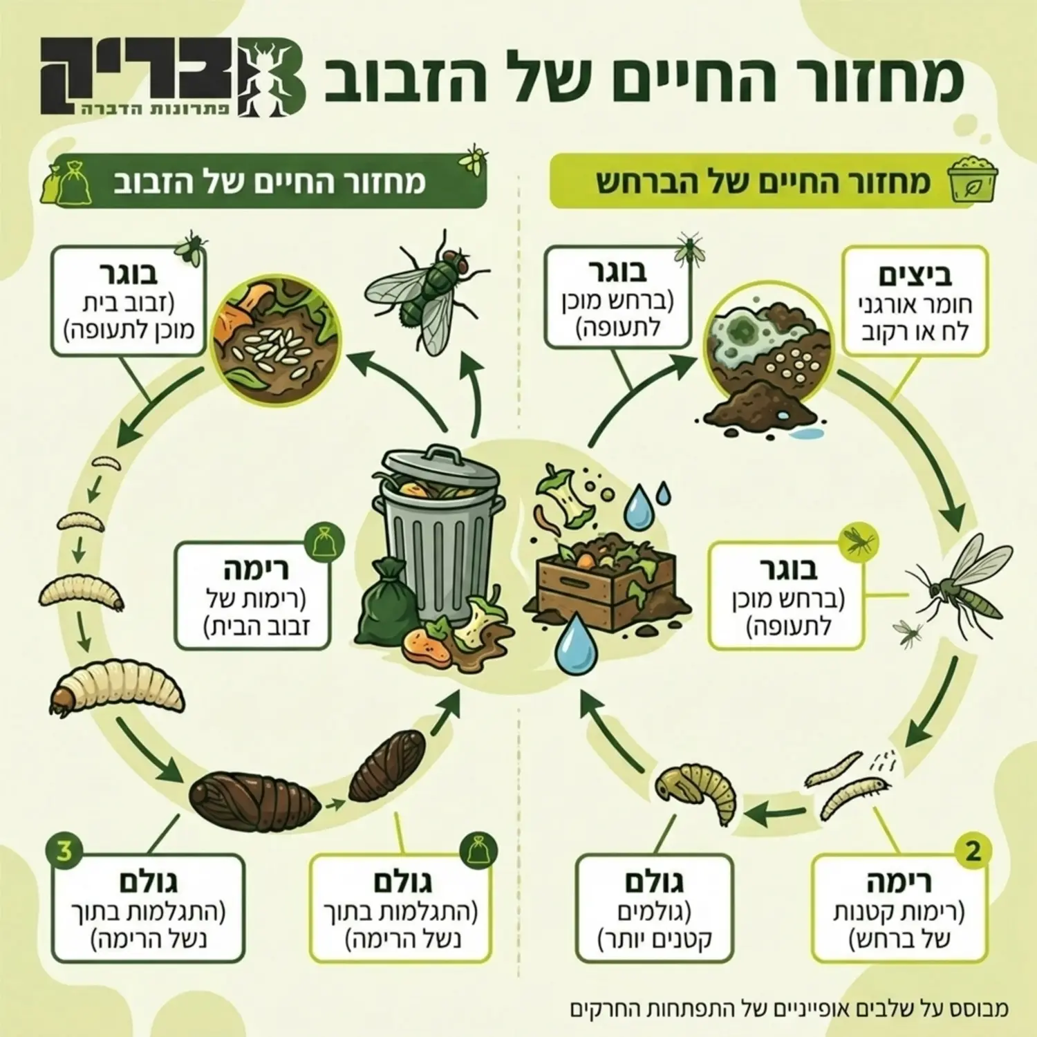 אינפוגרפיקה המציגה את מחזור החיים של הזבוב והברחש, החל משלב הביצה בתוך פח אשפה או חומר אורגני רקוב, דרך התפתחות הרימה, גולם, ועד לחרק בוגר ומוכן לתעופה