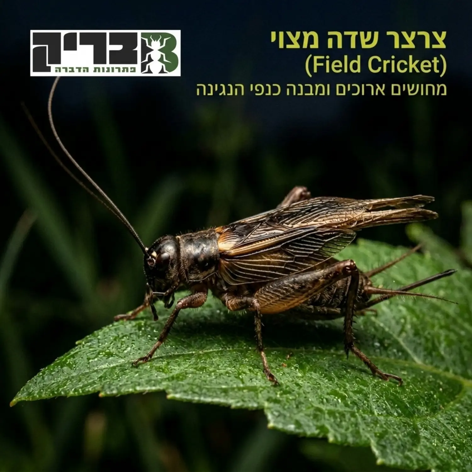 תמונה תקריב של צרצר שדה מצוי עומד על עלה ירוק בשעות הלילה עם תאורה המדגישה את המחושים הארוכים ואת מבנה הכנפיים המשמשות להפקת הקול