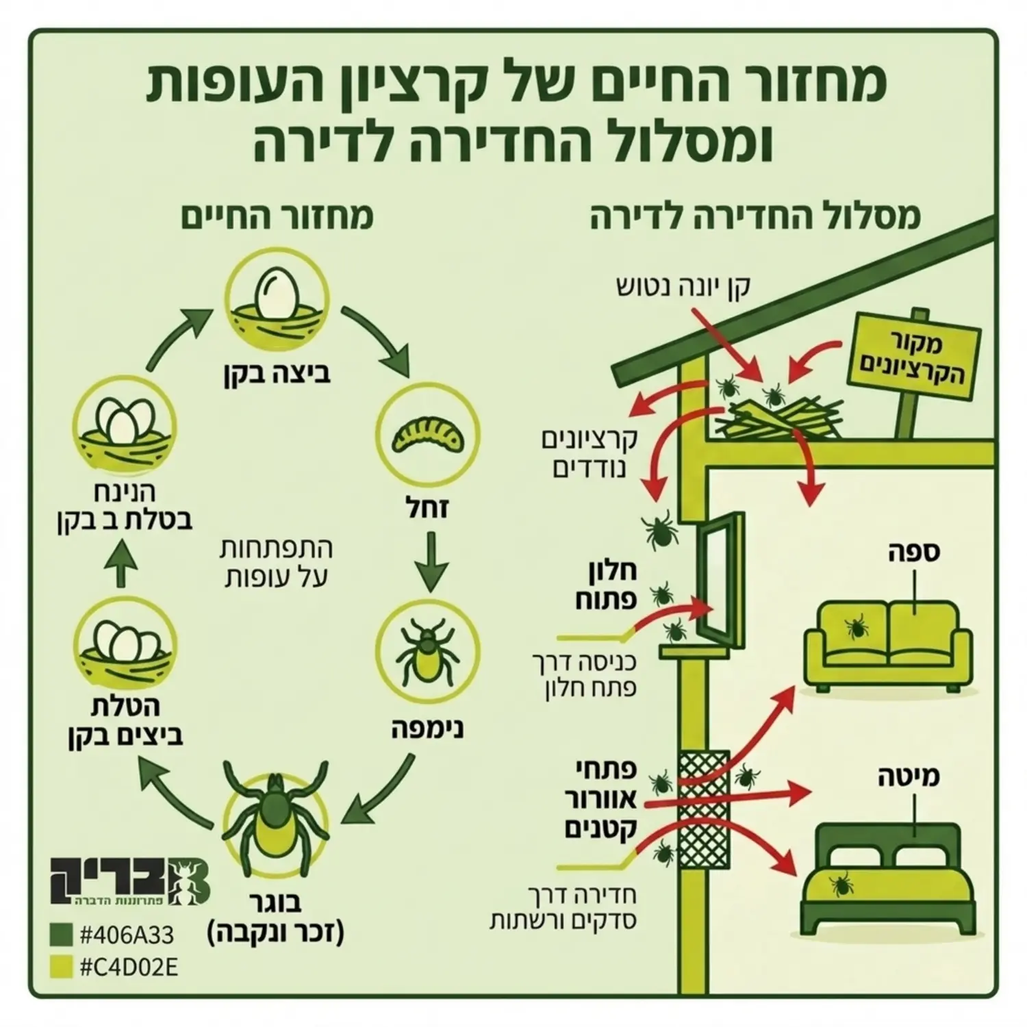 תרשים המדגים את מחזור החיים של קרציון העופות וכיצד הוא עובר מקן היונה הנטוש אל תוך הדירה דרך חלונות פתוחים או פתחי אוורור קטנים