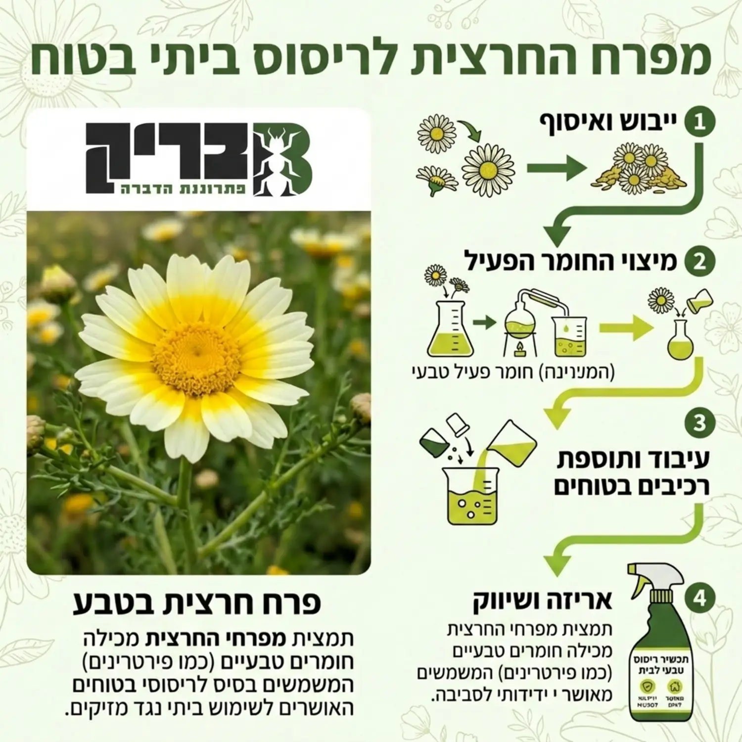 צילום תקריב של פרח החרצית בטבע כשלצידו אינפוגרפיקה המראה כיצד החומר הפעיל מופק מהפרח ומשמש כבסיס לחומרי ריסוס בטוחים המאושרים לשימוש ביתי