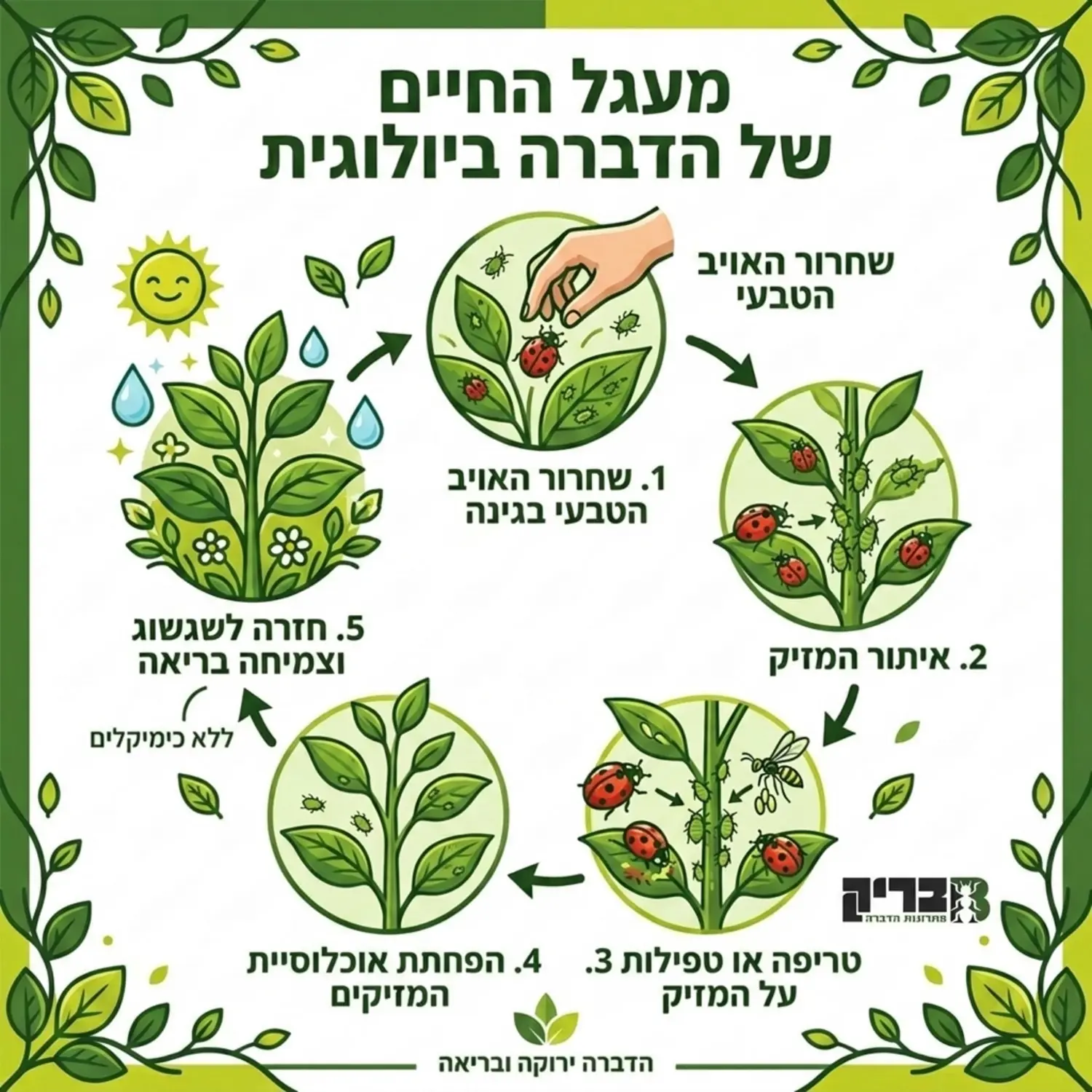 אינפוגרפיקה המציגה את מעגל החיים של הדברה ביולוגית, החל משחרור האויב הטבעי בגינה, דרך איתור המזיק, טריפתו או טפילות עליו, ועד לחזרה של הצמח לשגשוג ולצמיחה בריאה ללא כימיקלים