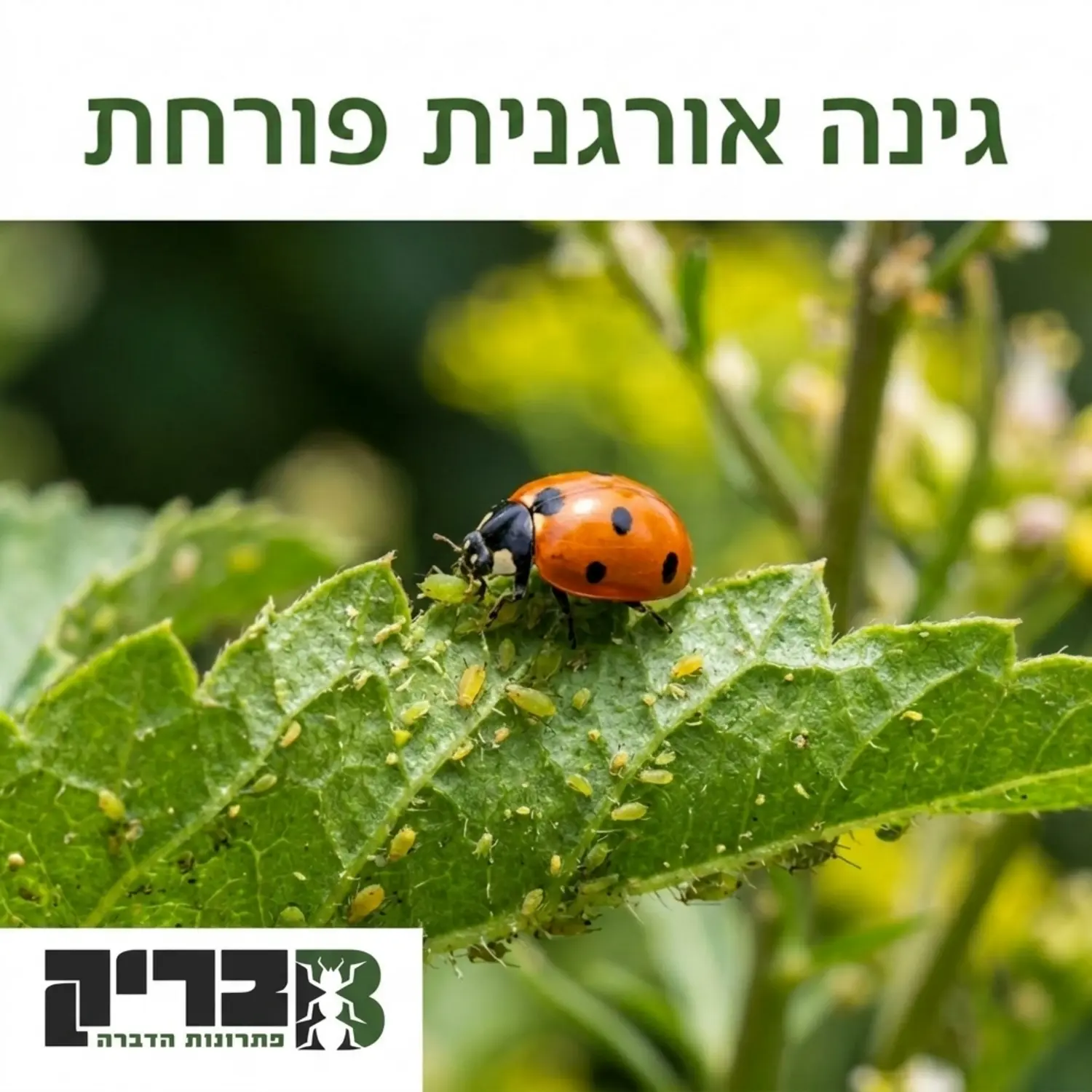 צילום תקריב איכותי של גינה אורגנית פורחת, שבה נראית פרת משה רבנו עומדת על עלה ירוק וניזונה מכנימות עלה, כשהרקע מטושטש מעט להדגשת הפעולה הטבעית