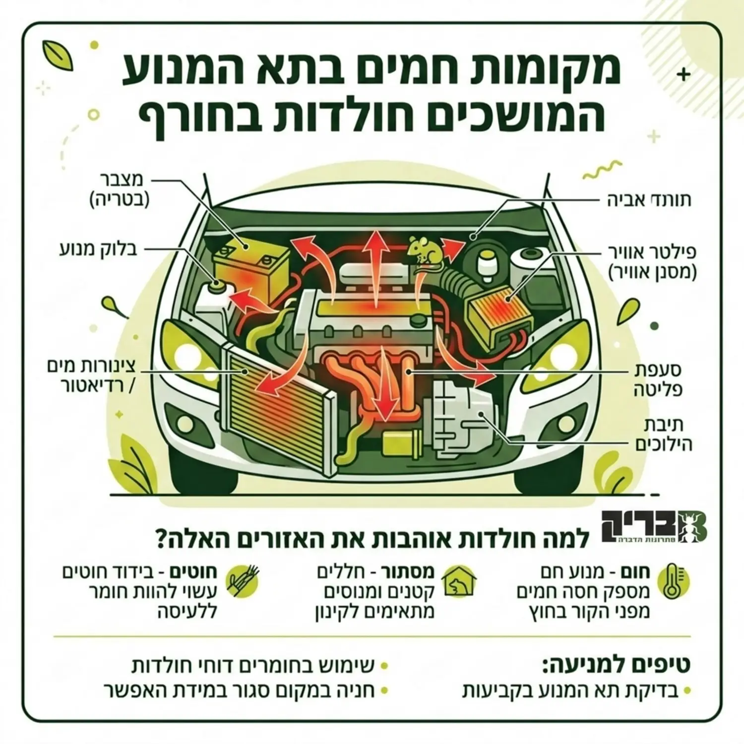 אינפוגרפיקה המציגה חתך של תא מנוע ברכב עם חיצים המצביעים על האזורים החמים שמושכים אליהם חולדות במהלך עונת החורף, כולל אזור המצבר, בלוק המנוע ופילטר האוויר