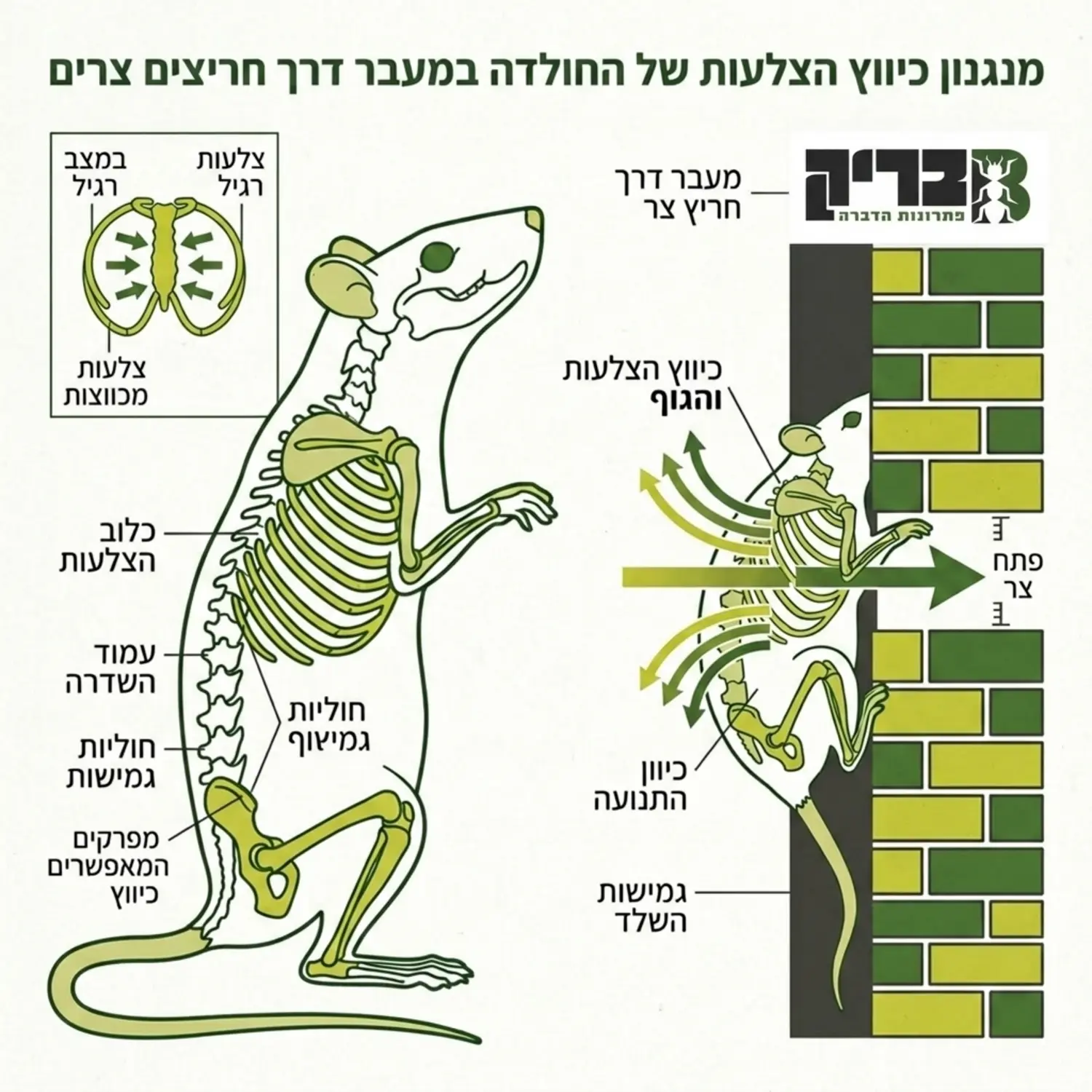 תרשים אנטומי של חולדה המדגים כיצד היא מכווצת את צלעותיה ומשתחלת דרך חריץ צר בקיר לבנים, עם חיצים המראים את כיוון התנועה