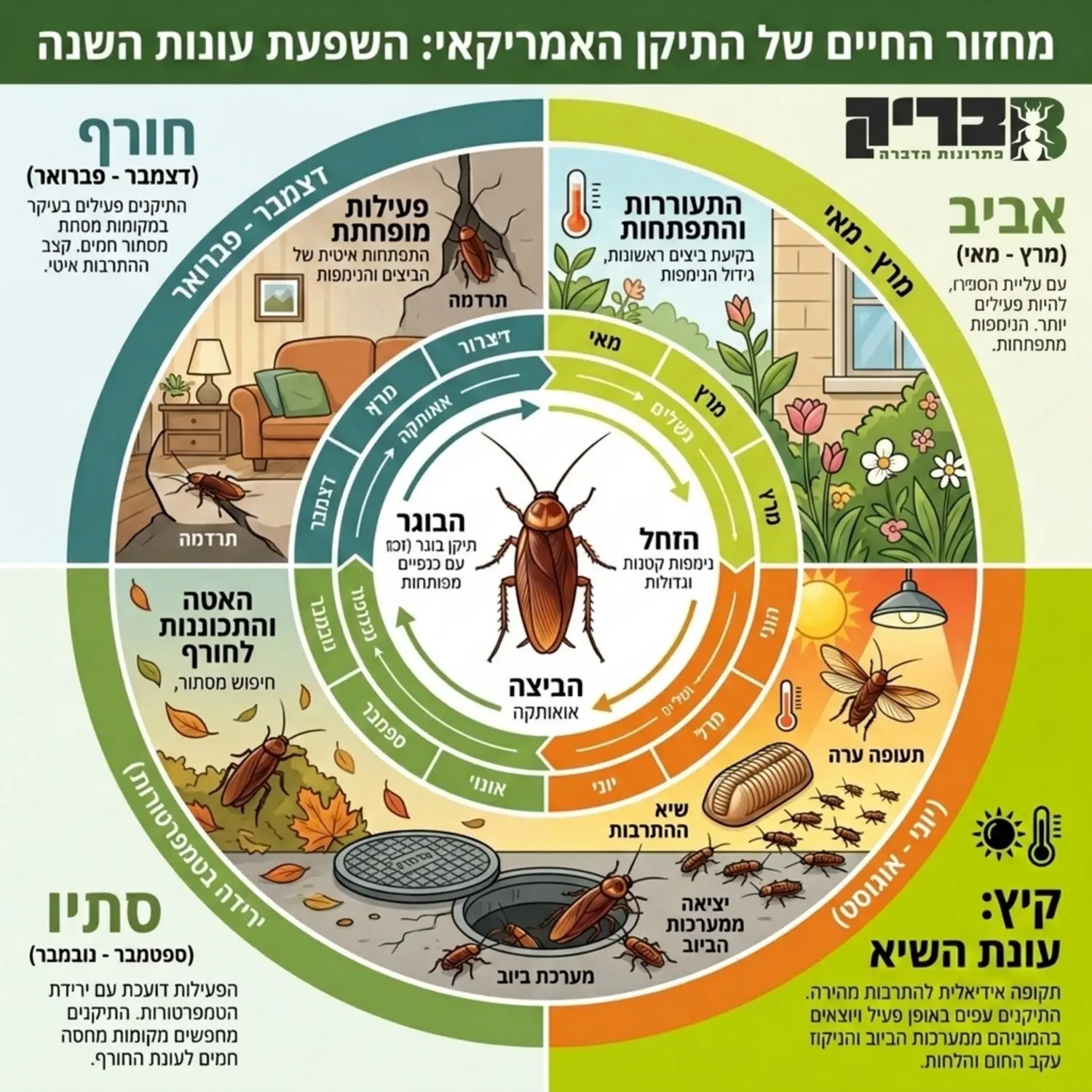 אינפוגרפיקה מקצועית המציגה את מחזור החיים של התיקן האמריקאי בחלוקה לעונות השנה, עם דגש בולט על חודשי הקיץ החמים כעונת השיא של ההתרבות, התעופה ויציאה ממערכות הביוב