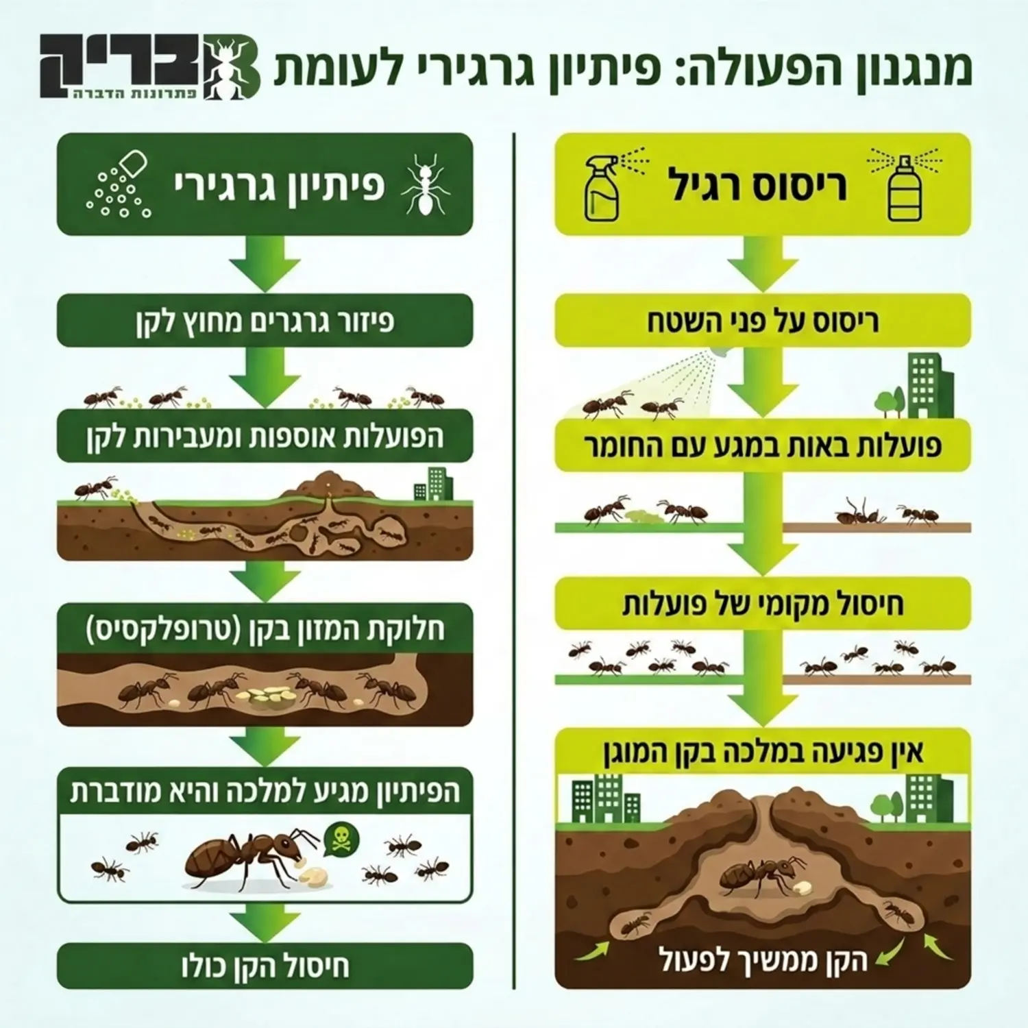 תרשים זרימה שמסביר את מנגנון הפעולה של פיתיון גרגירי לעומת ריסוס רגיל, המראה כיצד הפיתיון מועבר ישירות אל המלכה בתוך הקן בעוד שריסוס רק מפזר את הפועלות