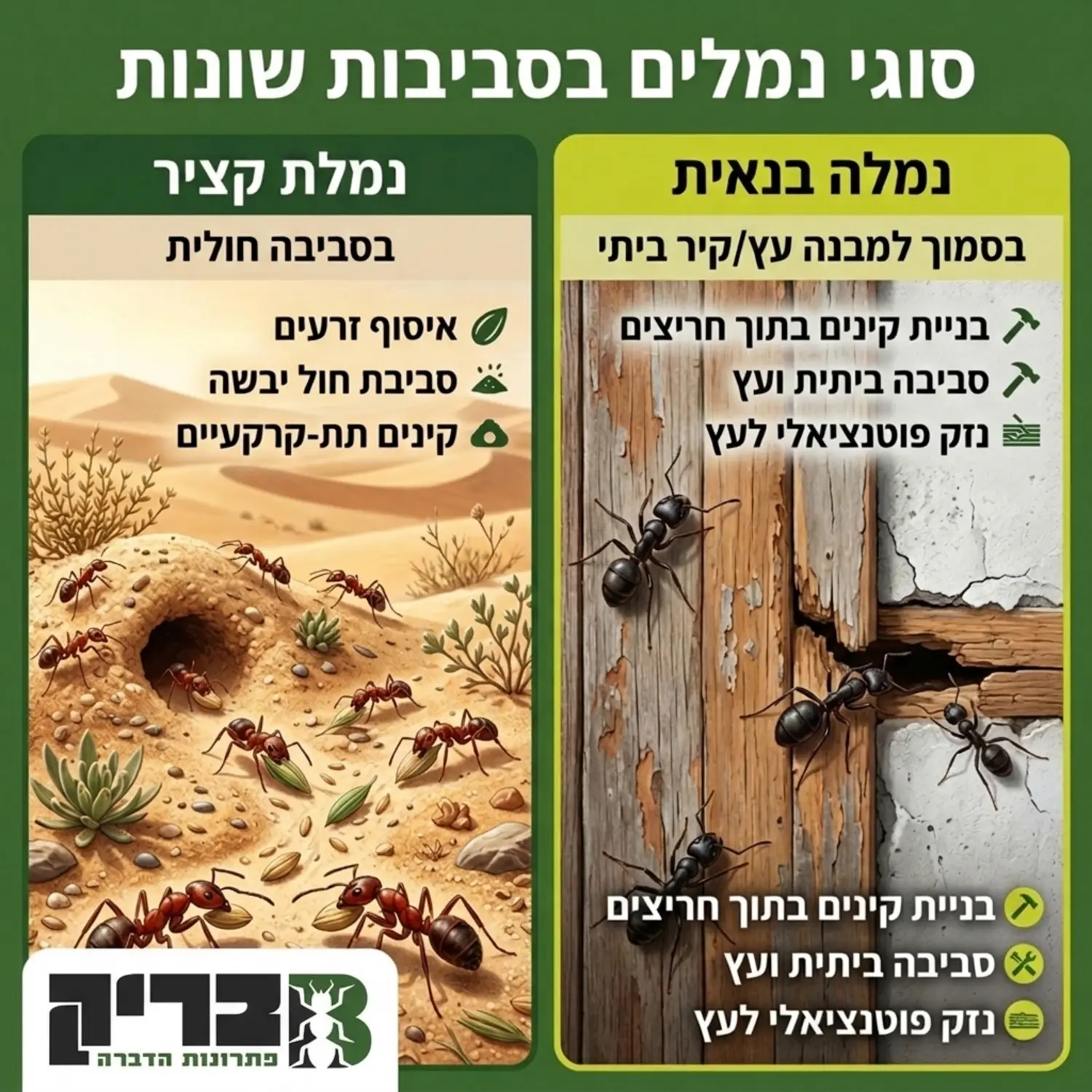 טבלה ויזואלית או אינפוגרפיקה המחלקת את המסך לשניים ומציגה בצד אחד את נמלת הקציר אוספת זרעים בסביבה חולית, ובצד שני נמלה בנאית בסמוך למבנה עץ או סדק בקיר ביתי