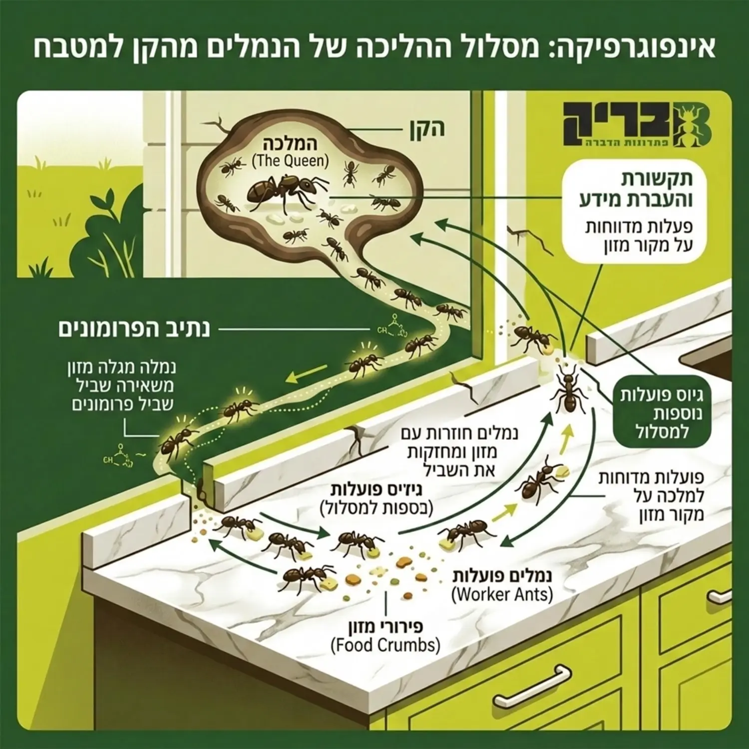 אינפוגרפיקה מקצועית הממחישה את מסלול ההליכה של נמלים מהקן הנמצא בחצר או בקירות הבית, ישירות אל עבר פירורי מזון על שיש המטבח, כולל חצים המראים את נתיב הפרומונים והתקשורת בין הנמלות הפועלות למלכה
